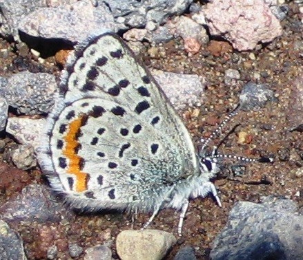 Square-spotted Blue