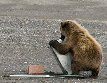 Photo of a small brown bear wrestling with a large metal box designed to store salmon. The bear is not much larger than the box.