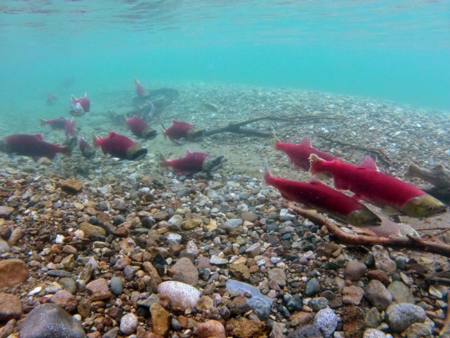 Red salmon wim along a gravel bar in blue water