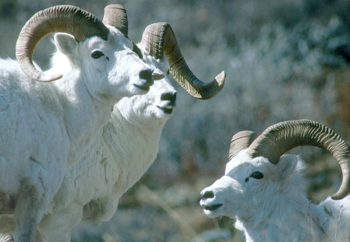 Close up photo of three Dall's sheep rams standing next to each other.