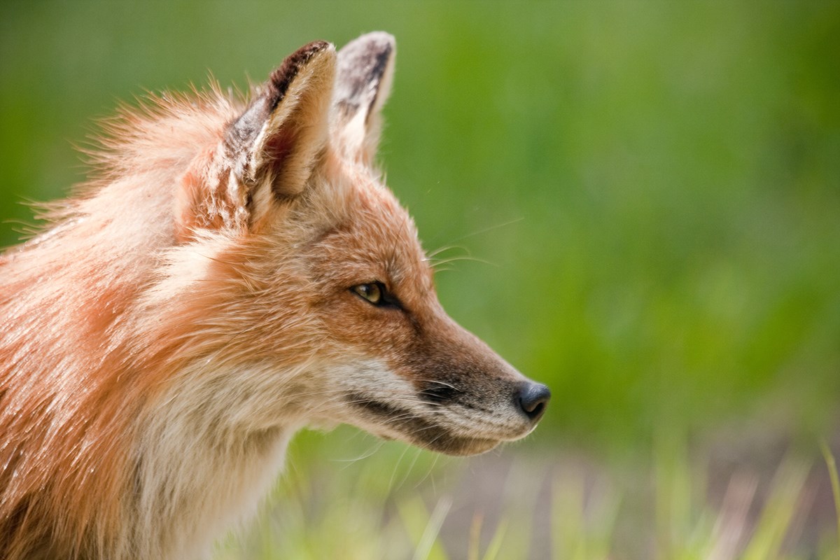 Close up photo of a red fox's head in profile with an artistically blurred green background.