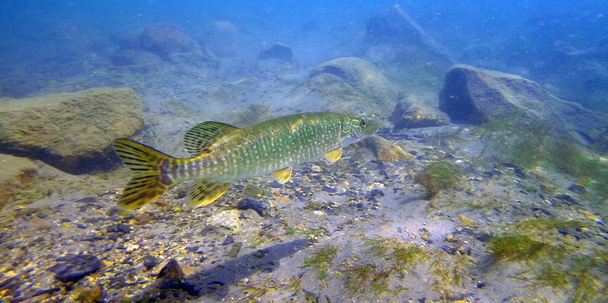 underwater photo of a long greenish fish swimming near a rocky lake bottom.