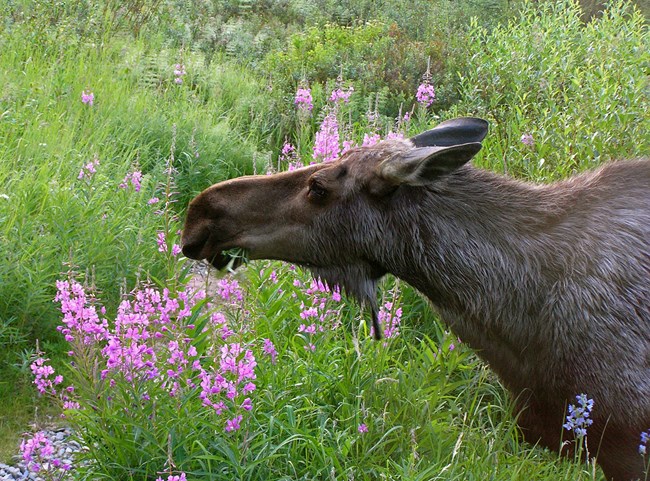 A bull moose feeds on vegetation amid pink fireweed flowers