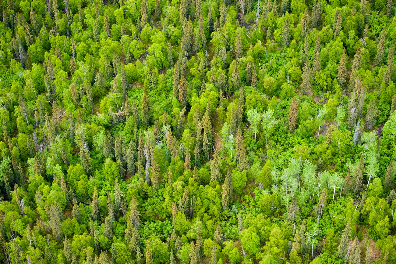 An aerial view of an evergreen forest