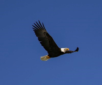 Bald Eagle flying in the sky.