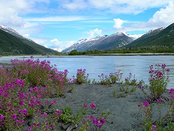 Bright fuchsia colored fireweed blooms on the sandy bank of a river flowing beneath tall mountain peaks.
