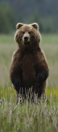A brown bear stands in green sedges and looks at the photographer.