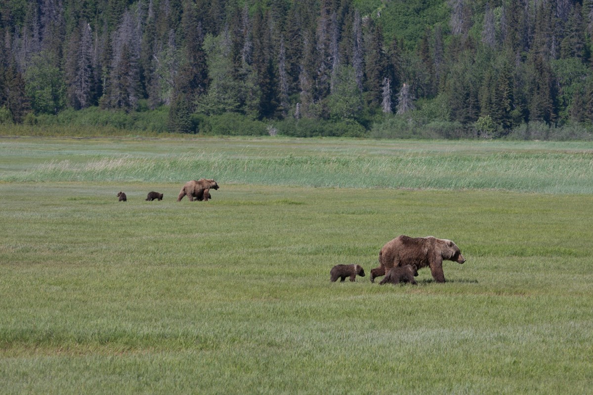 two family groups of bears walk through the meadow at Chinitna Bay