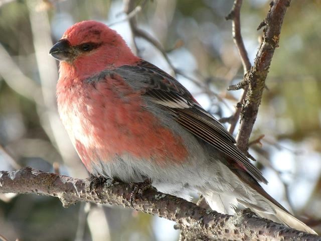A profile view of a Pine Grosbeak standing on a branch.