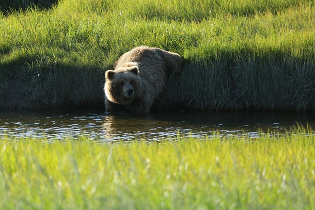 a bear walks into a river from a grassy bank