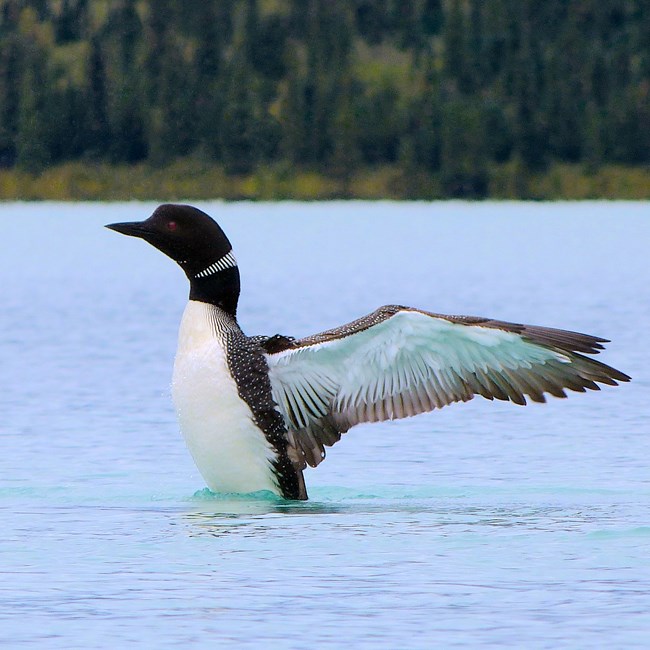 A common loon stretches its wings on the water.