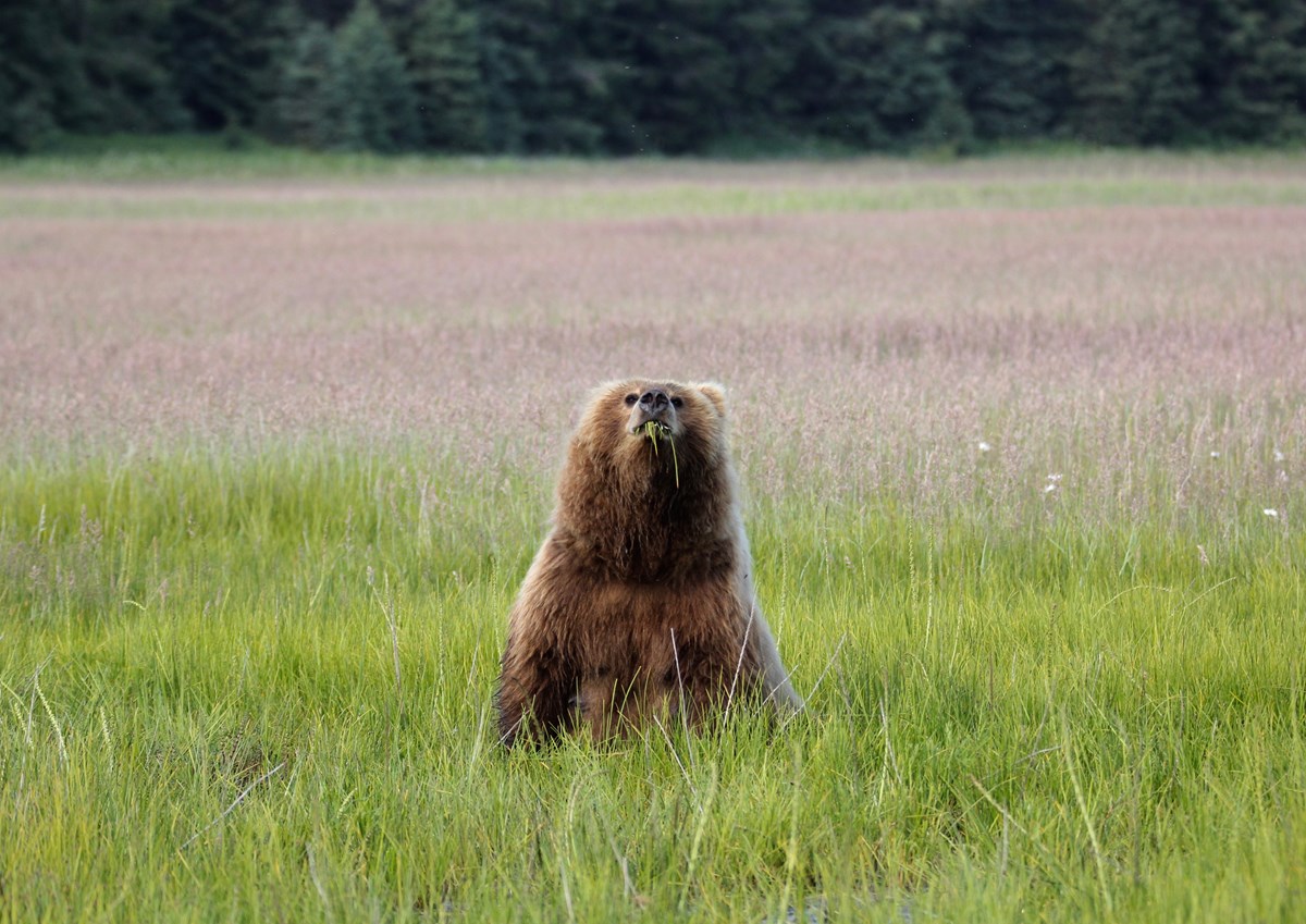 a bear sits in a meadow eating sedges