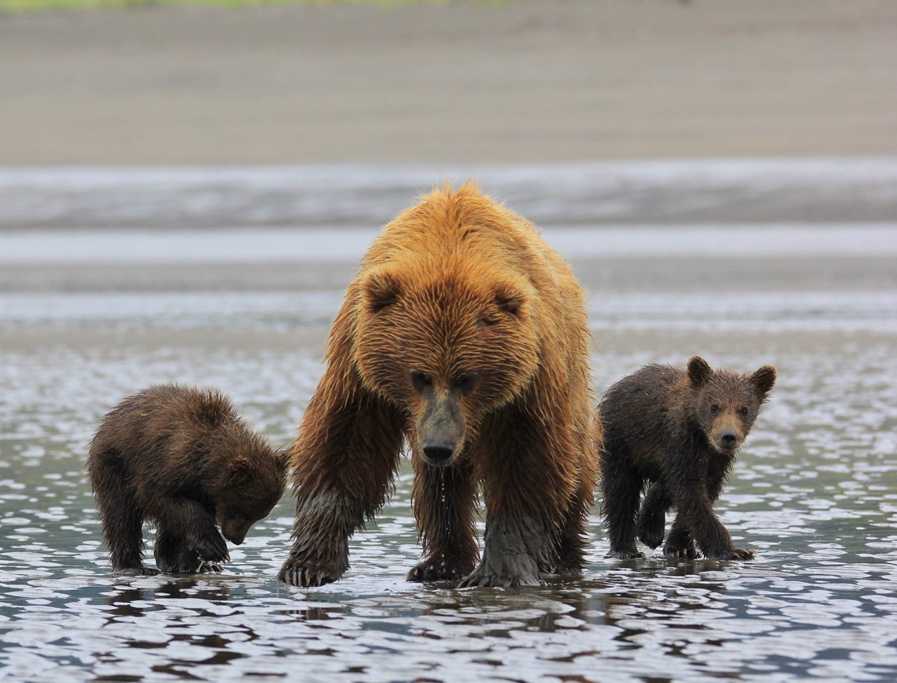 a brown bear sow and two spring cubs looking at the camera