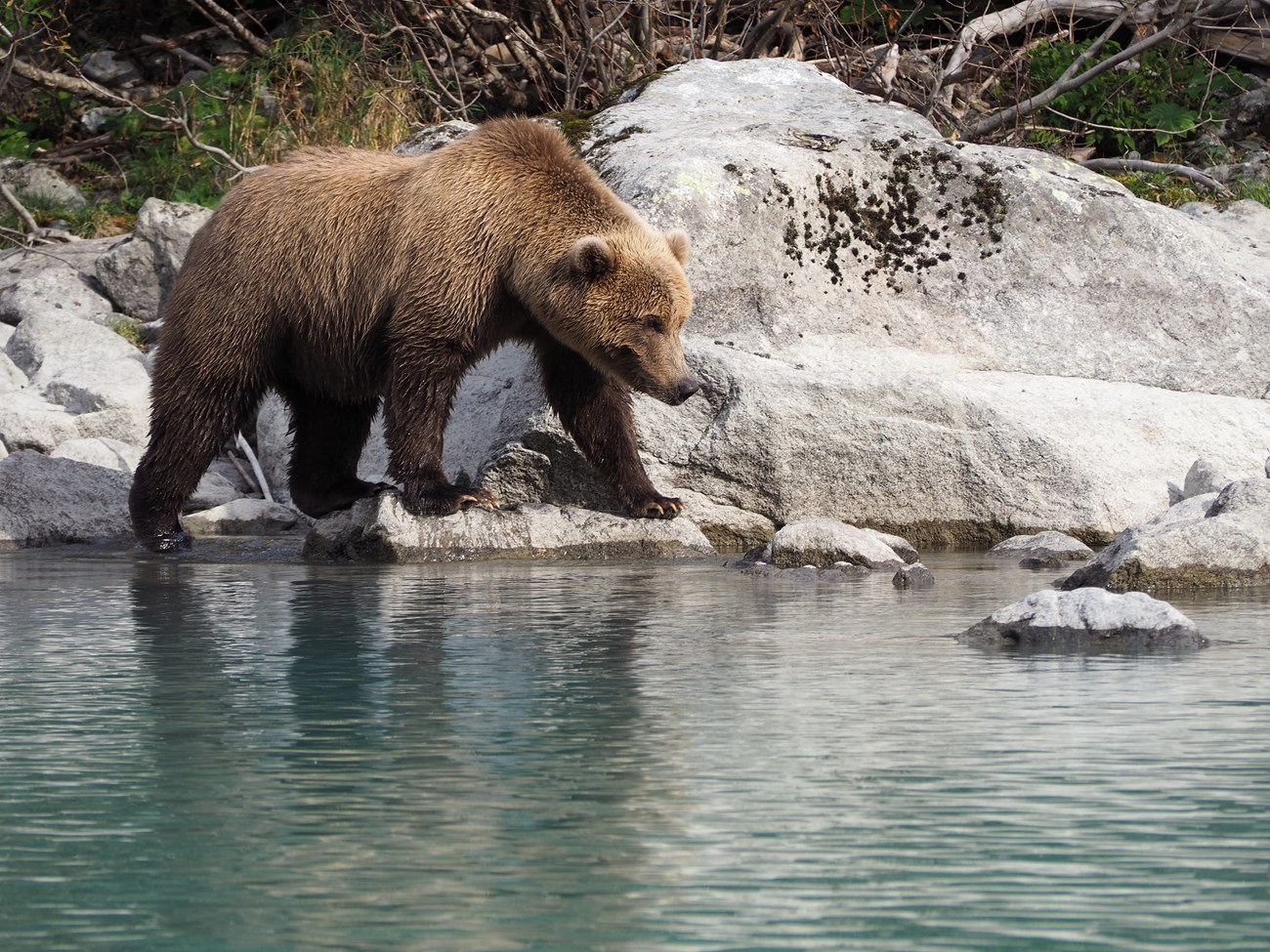 a bear walks along the rocky shoreline of Crescent Lake
