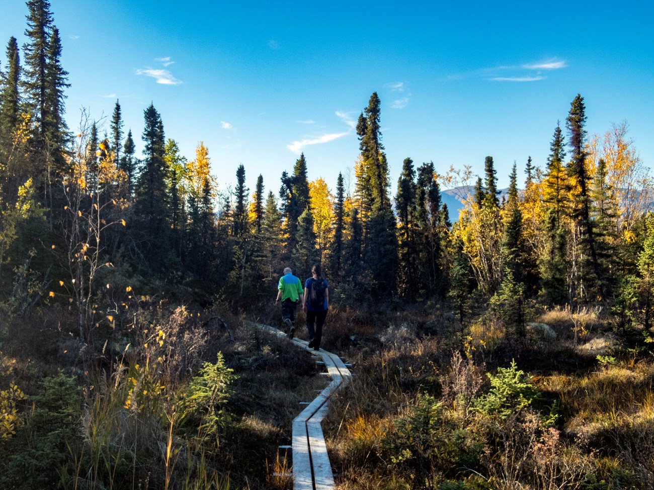 yellow birch trees surround a narrow boardwalk with two hikers on it