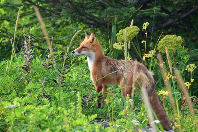 a red fox stands among green vegetation