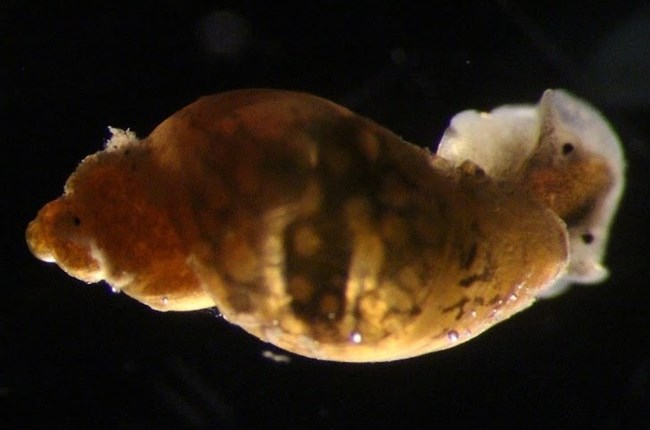 Close up image of a galba snail under a microscope.