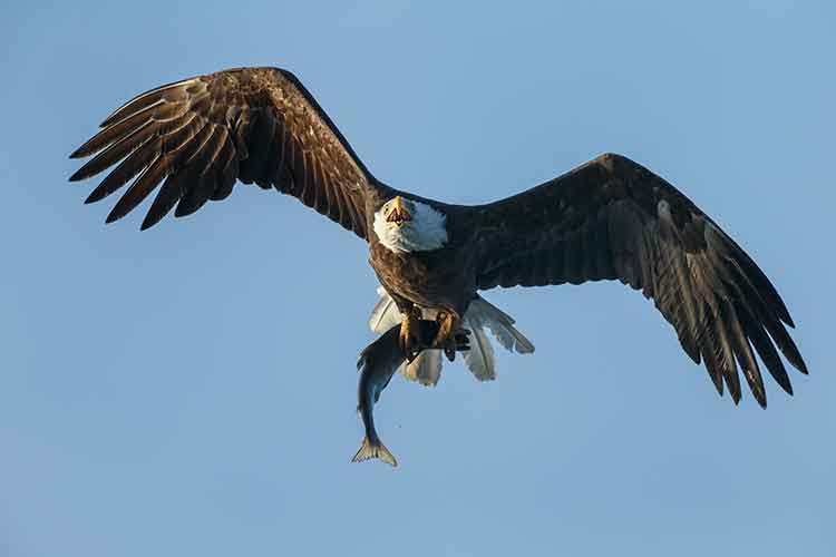 A bald eagle catches a silver salmon