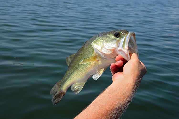 Fishing for large mouth bass