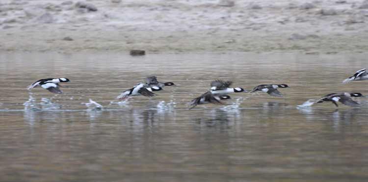Aquatic birds at Lake Mead