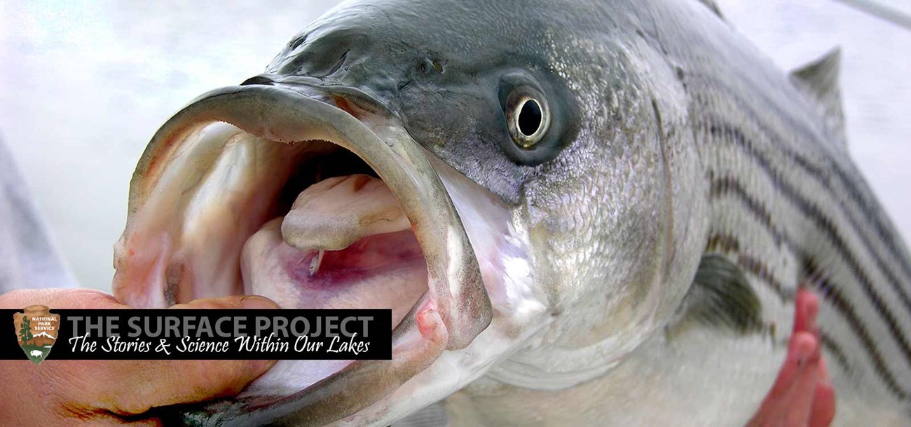 A Striped Bass held with it's mouth open