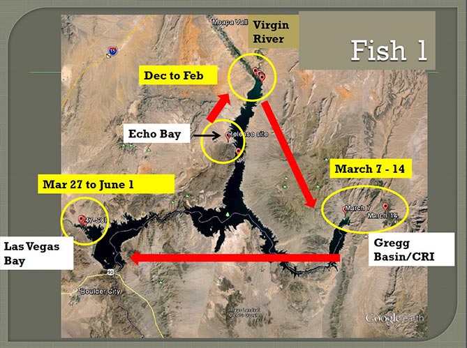 Fish migration map