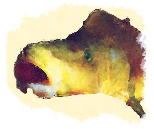 Painting of a Razorback Sucker