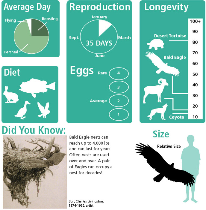 Bald eagle nests can reach up to 4,000 lbs and can last for years.