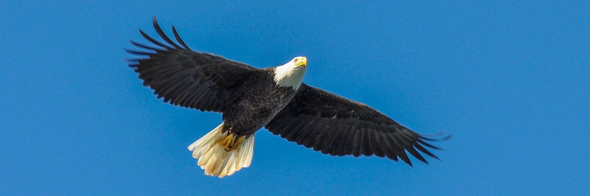 American bald eagle flying through the sky