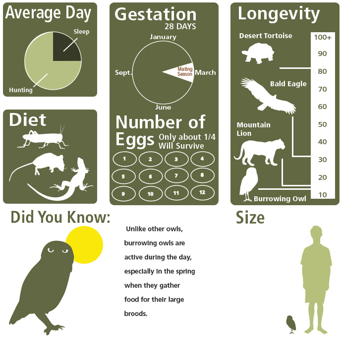 Infographic showing illustrations depicting an average day, gestation, longevity, diet, and size.