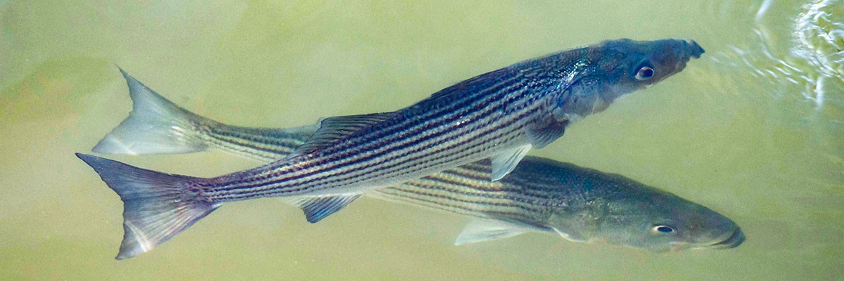 Fish - Lake Mead National Recreation Area U.S. National 