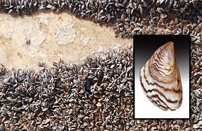 Many Quagga Mussels on a rock with an inset of closeup of mussel