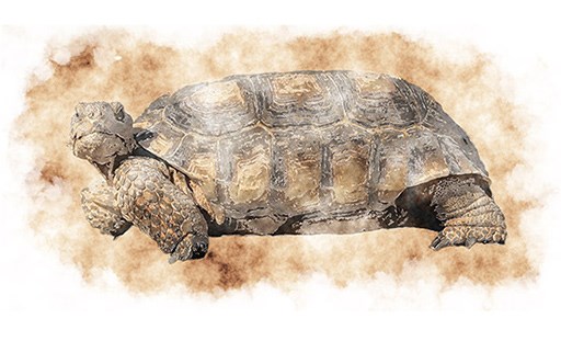 Painting of a tortoise.