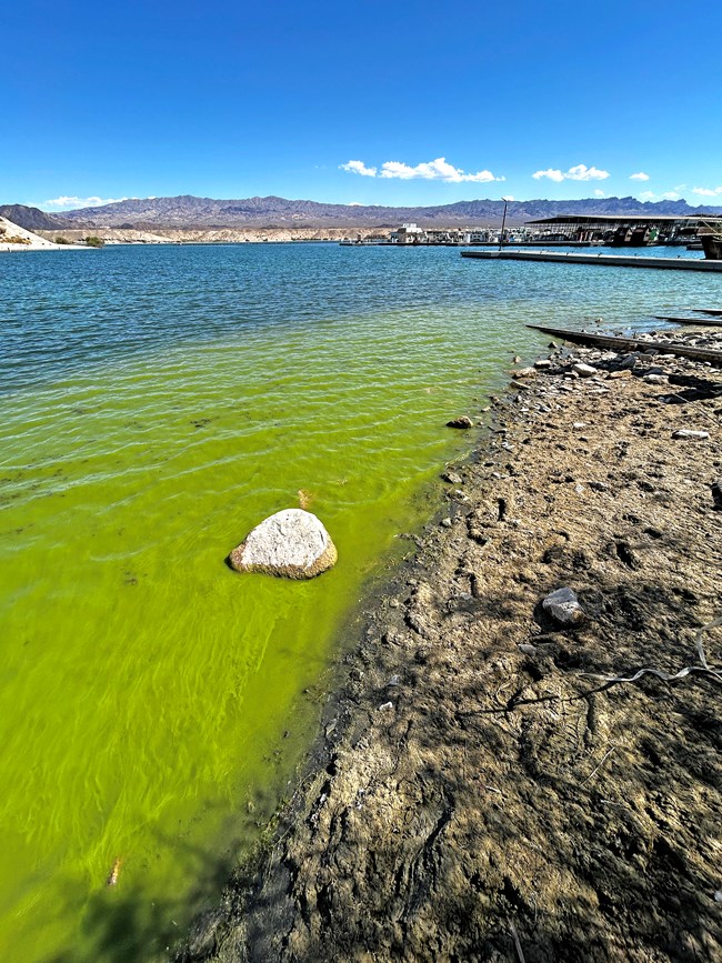 Algae Bloom Cottonwood September 30, 2024