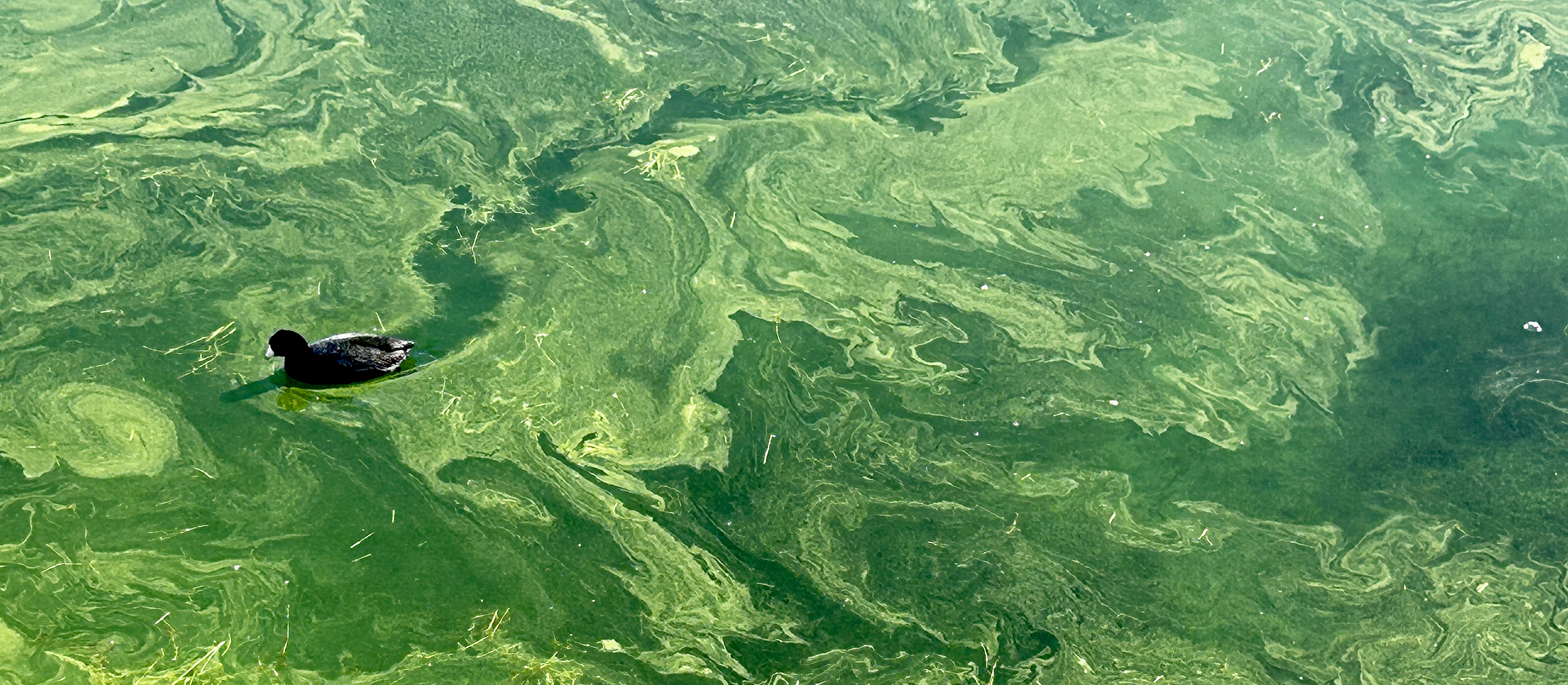 Duck in blue green algae