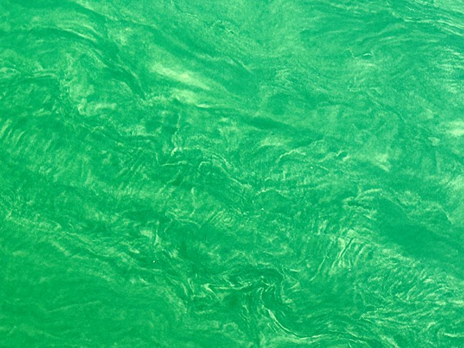 Nelson's landing algae bloom