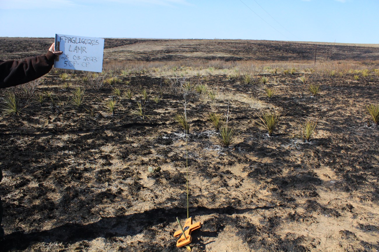 Image of Plot 205 at North Canyon immediately after a prescribed burn. Burned mesquite, yucca, and grass are throughout the photo. Blue sky.