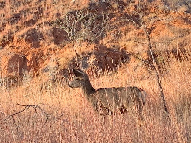 Mule_deer_looking_left