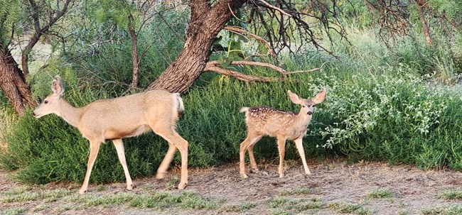 Mama and Baby Deer