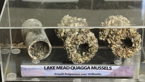 Invasive Quagga Mussels on pipes at Lake Mead. These mussels are black and beige.