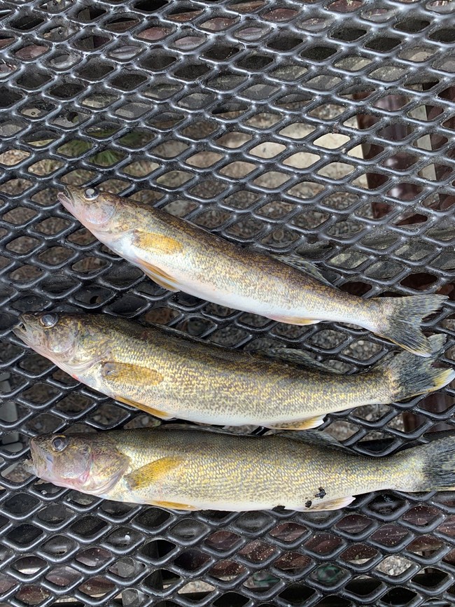 Three narrow walleye fish lay on a picnic bench.