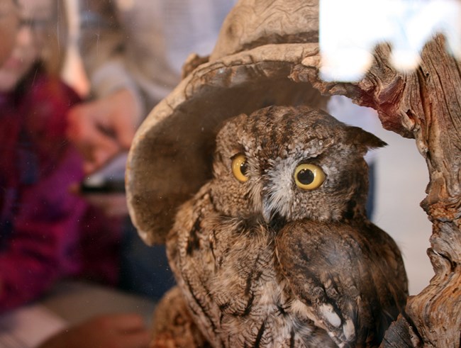 Owl specimen at Bird Fest (formerly Balde Eagle Festival)
