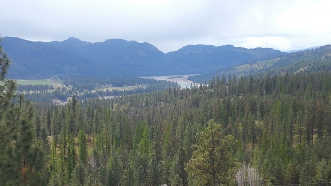 Looking down on Lake Roosevelt in the distance with thick trees in foreground.