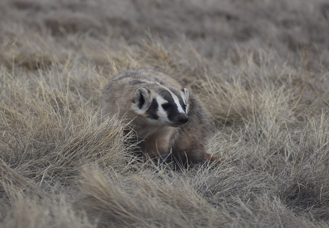 A badgers black and white streaked face peers through thick prairie grass
