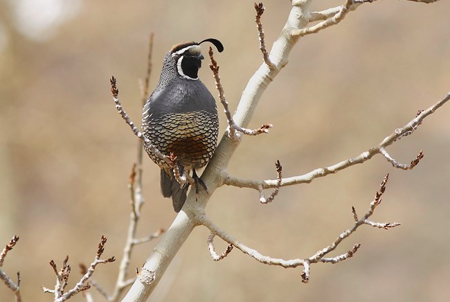 a male California quail sits in a small tree