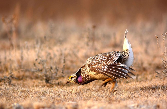a male Columbian sharp-tailed grouse bows its head and displays its purple neck during a mating display