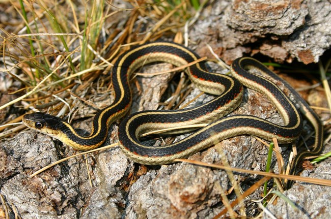 A squiggly black snake with yellow long stripes is perched on a rock.