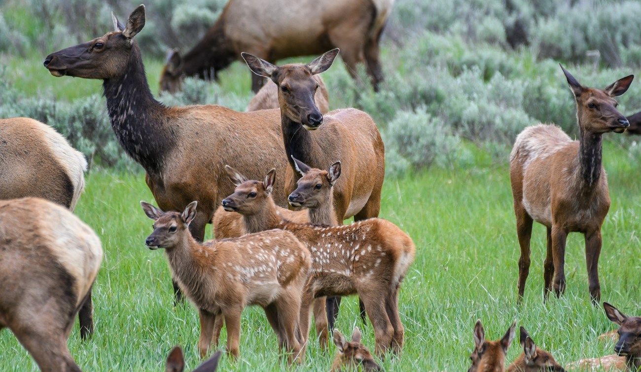Group of elk and calves in a grass field