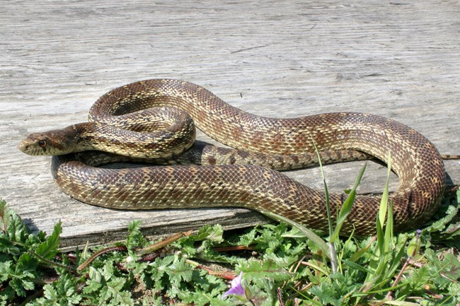 Coiled brown snake with tan detailing and patterns along its body.