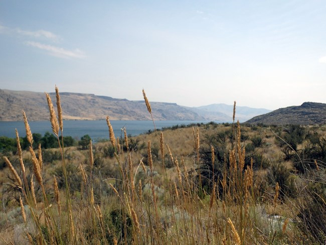 Beige grass tufts in the foreground of a shrubland, in the background is a lake with a far shore line of rolling hill mountains.